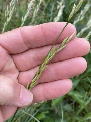 Melica californica