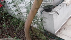 Jacaranda mimosifolia