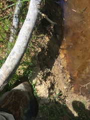 Lithobates palustris