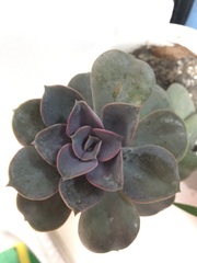 Echeveria gibbiflora × potosina