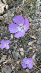 Clarkia bottae