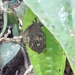 Thaduka multicaudata