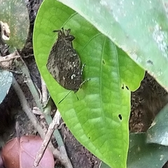 Thaduka multicaudata