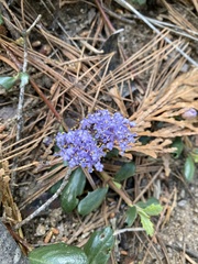 Ceanothus prostratus