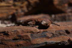 Varanus hamersleyensis