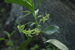 Daphne pontica