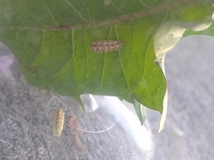 Lapposyrphus