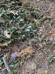 Ceanothus prostratus