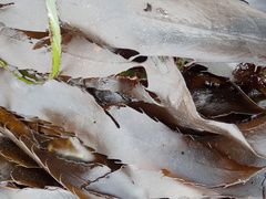 Desmarestia herbacea