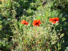 Papaver rhoeas