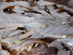 Desmarestia herbacea