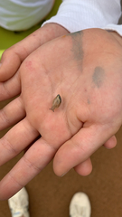 Succinea arundinetorum