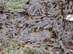 Desmarestia herbacea