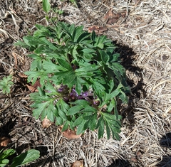 Hydrophyllum alpestre