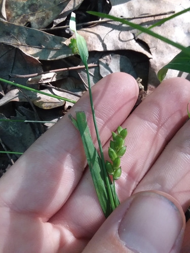 Image of Carex pigra by (c) Will McFarland, some rights reserved (CC BY)