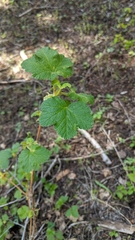 Ribes viscosissimum