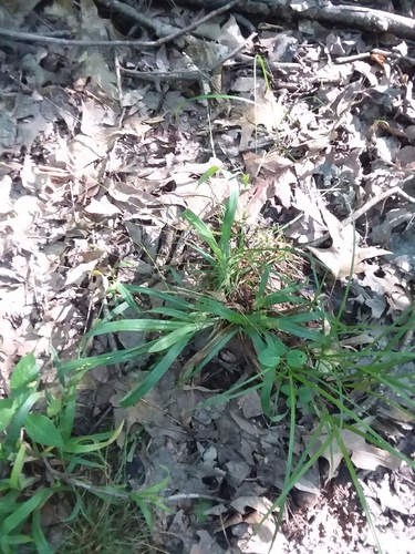 Image of Carex pigra by (c) Will McFarland, some rights reserved (CC BY)