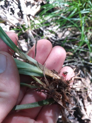 Image of Carex pigra by (c) Will McFarland, some rights reserved (CC BY)