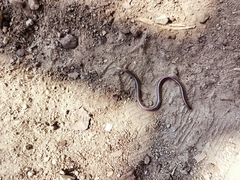 Leptotyphlopidae