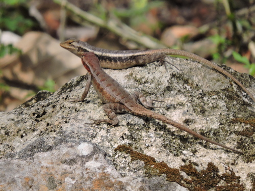 Yellow-spotted Spiny Lizard