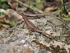 Yellow-Spotted Spiny Lizard photo 2