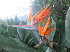 Strelitzia reginae reginae