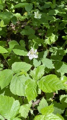 Rubus michiganensis