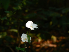 Hibiscus hirtus