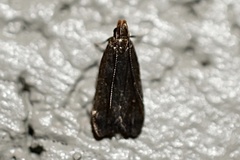 Dichomeris juncidella