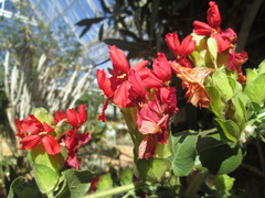 Petalidium bracteatum