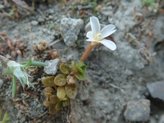 Epilobium angustum