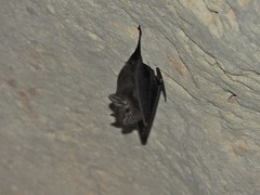 Peropteryx macrotis