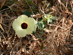 Hibiscus vitifolius