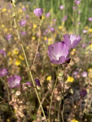 Sidalcea calycosa