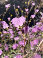 Sidalcea calycosa