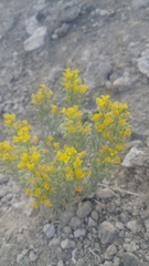 Physaria douglasii tuplashensis