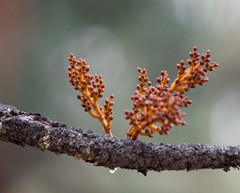 Arceuthobium vaginatum