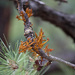 Ponderosa Pine Dwarf-Mistletoe - Photo (c) Eric Koberle, some rights reserved (CC BY-NC), uploaded by Eric Koberle
