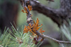 Southwestern Dwarf-Mistletoe - Photo (c) Eric Koberle, some rights reserved (CC BY-NC), uploaded by Eric Koberle