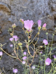 Sidalcea calycosa