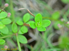 Galium bungei trachyspermum