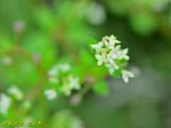 Galium bungei trachyspermum