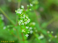 Galium bungei trachyspermum