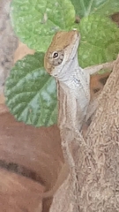 Anolis wellbornae