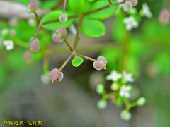 Galium bungei trachyspermum