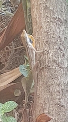 Anolis wellbornae