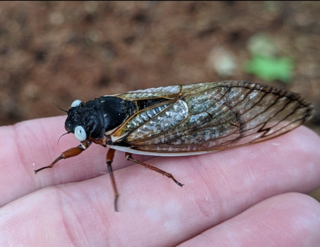 Decim Periodical Cicada