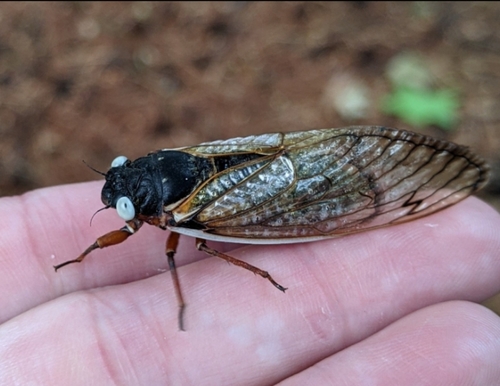 Decim Periodical Cicada