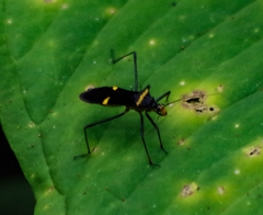 Zelurus petax