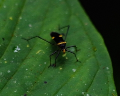 Zelurus petax